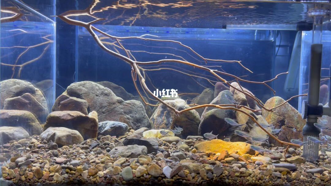 龍魚原生缸：如何為龍魚創建一個原生缸