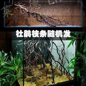 龍魚原生缸：如何為龍魚創建一個原生缸