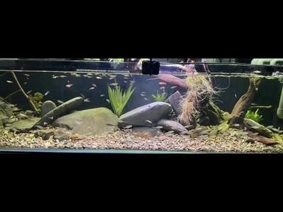 龍魚原生缸：如何為龍魚創建一個原生缸