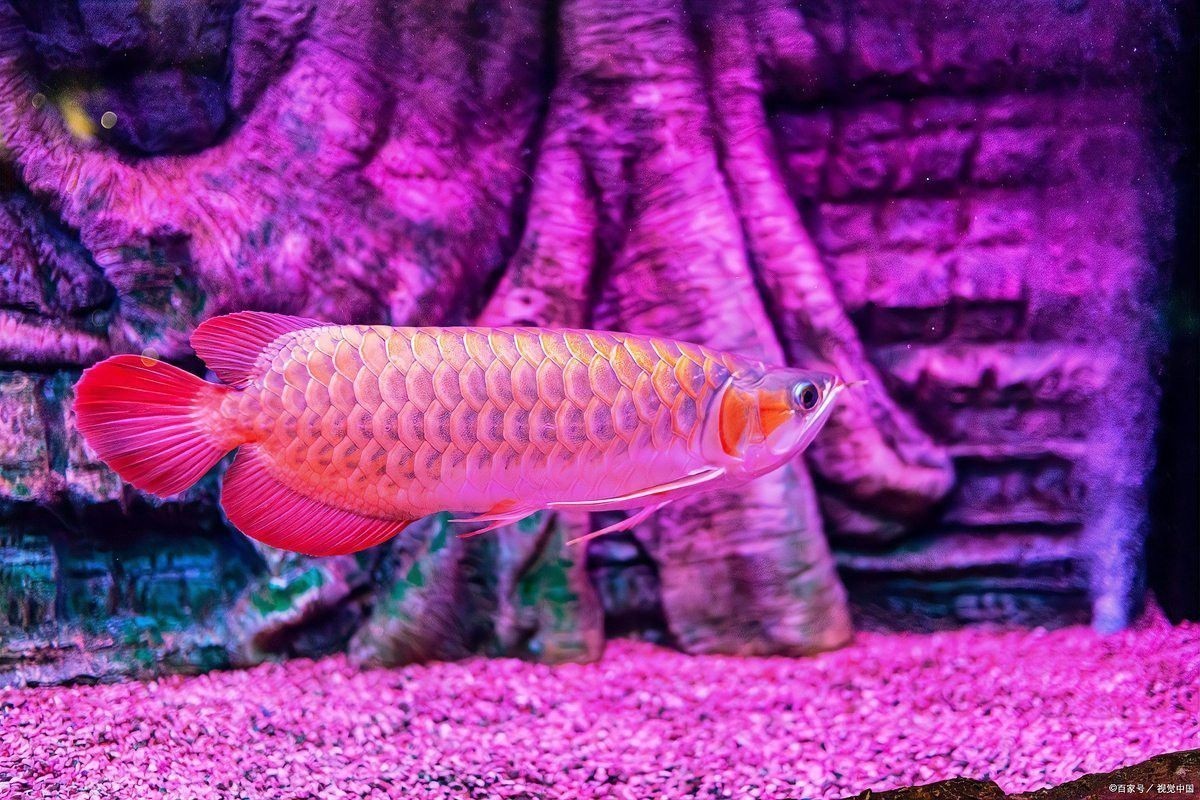 金龍魚縮尾鰭怎么治
