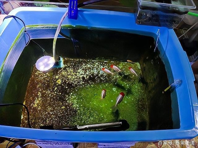 龍魚眼白點病會復發嗎？