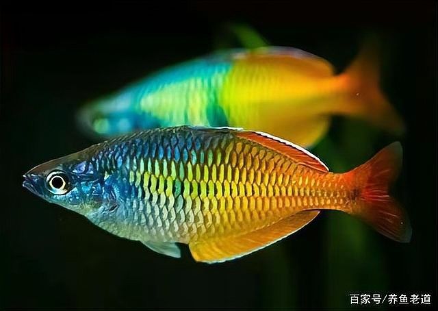 龍魚眼白點病會復發嗎？