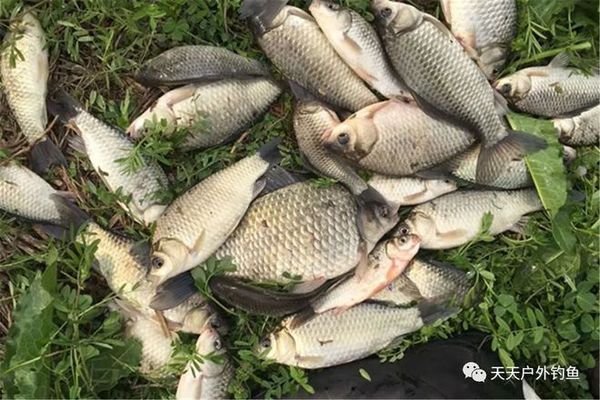 龍魚掉眼啥意思啊圖片：龍魚掉眼是什么意思？原因、預防與治療方法詳解 龍魚掉眼啥意思啊圖片：龍魚掉眼是什么意思？原因、預防與治療方法詳解 龍魚百科 第2張