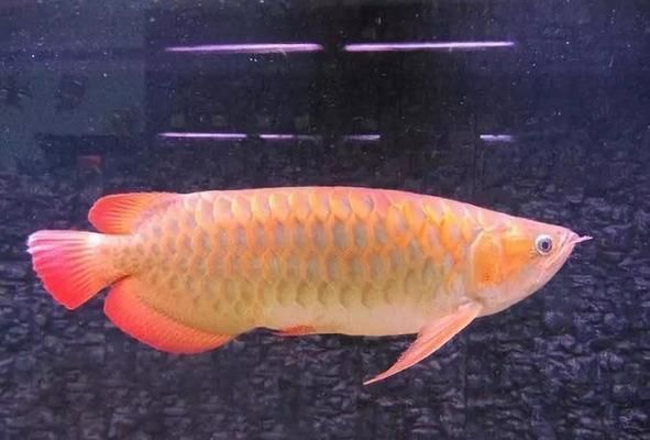 古銅色金龍魚(yú)的養(yǎng)殖方法：古銅色金龍魚(yú)怎么養(yǎng)殖古銅色金龍魚(yú)怎么養(yǎng)殖