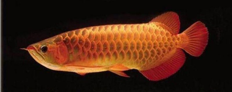 古銅色金龍魚(yú)的養(yǎng)殖方法：古銅色金龍魚(yú)怎么養(yǎng)殖古銅色金龍魚(yú)怎么養(yǎng)殖