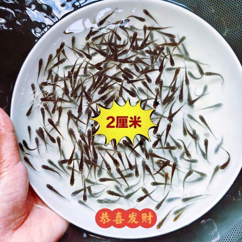 金龍魚缸燈擺放圖片