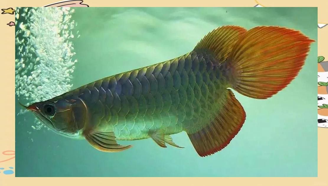 金龍魚缸燈擺放圖片