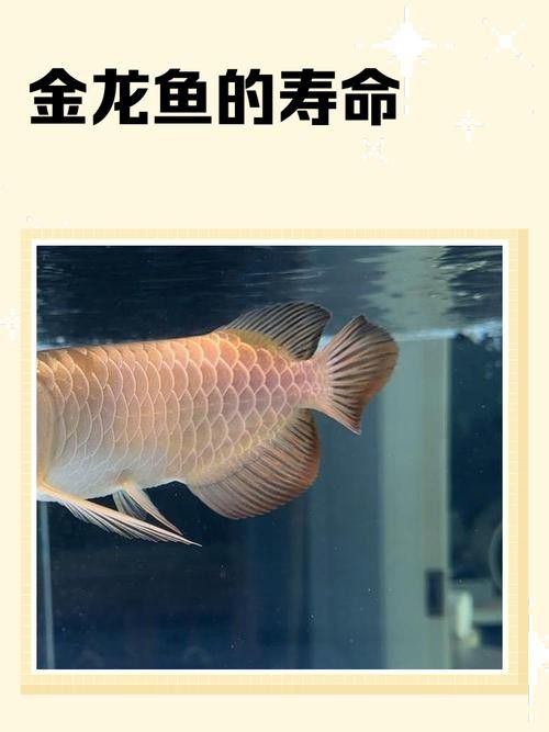 金龍魚缸燈擺放圖片