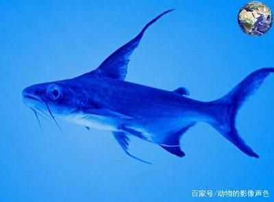 龍魚吃什么最好？：關于龍魚的飲食習慣的一些建議 龍魚吃什么最好？：關于龍魚的飲食習慣的一些建議 龍魚百科 第2張