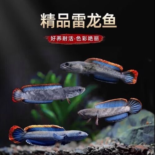 雷龍魚跟什么魚混養好看圖片