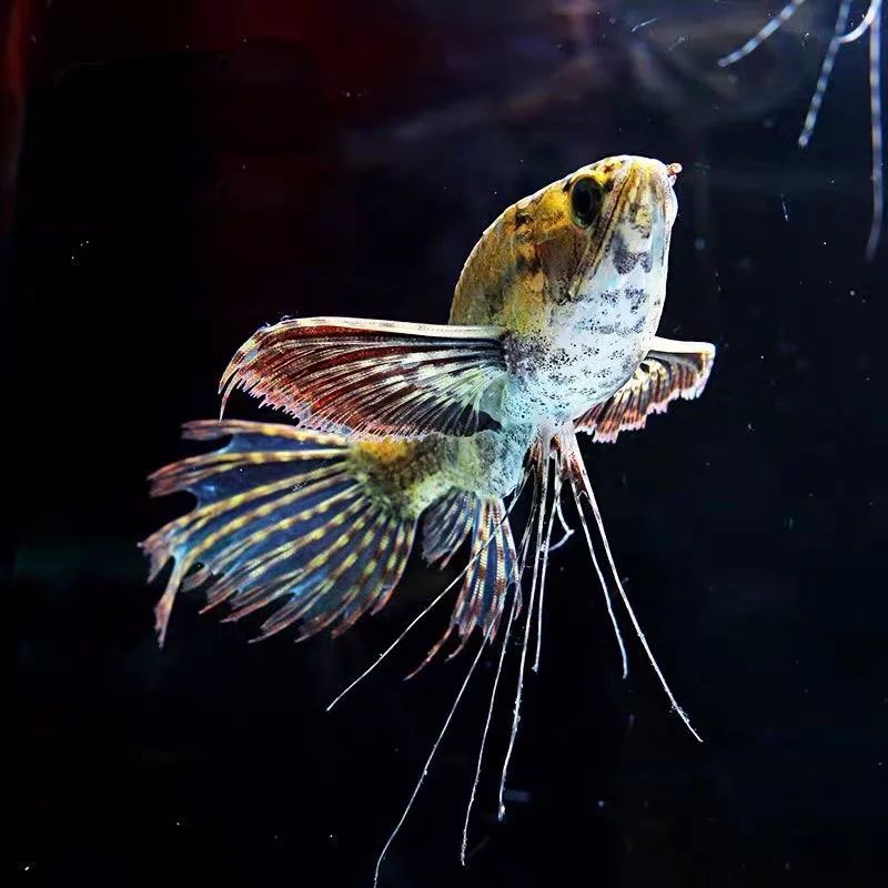 蝴蝶鯉和龍魚哪個(gè)貴（蝴蝶鯉和龍鳳哪個(gè)品種最貴蝴蝶鯉和龍鳳哪個(gè)貴） 蝴蝶鯉和龍魚哪個(gè)貴（蝴蝶鯉和龍鳳哪個(gè)品種最貴蝴蝶鯉和龍鳳哪個(gè)貴） 龍魚百科 第4張