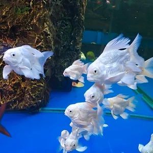 蝴蝶鯉和龍魚哪個(gè)貴（蝴蝶鯉和龍鳳哪個(gè)品種最貴蝴蝶鯉和龍鳳哪個(gè)貴） 蝴蝶鯉和龍魚哪個(gè)貴（蝴蝶鯉和龍鳳哪個(gè)品種最貴蝴蝶鯉和龍鳳哪個(gè)貴） 龍魚百科 第6張