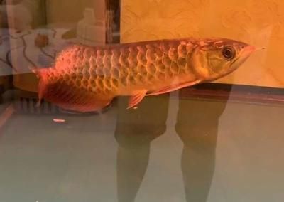 金龍魚魚鰭上有白色的絮狀絲怎么回事：金龍魚魚鰭上出現白色絮狀物可能是由于病毒感染引起的
