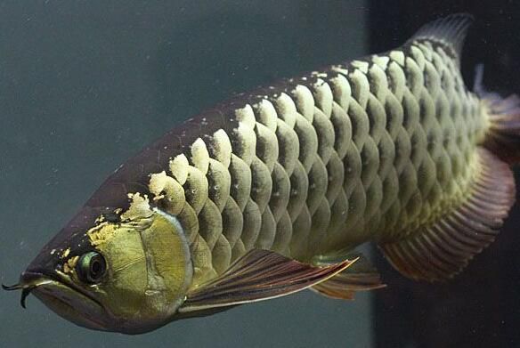 金龍魚魚鰭上有白色的絮狀絲怎么回事：金龍魚魚鰭上出現白色絮狀物可能是由于病毒感染引起的