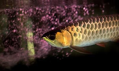 龍魚(yú)要養(yǎng)多久才大魚(yú)吃飼料：關(guān)于龍魚(yú)成長(zhǎng)周期和飼料喂養(yǎng)的詳細(xì)信息