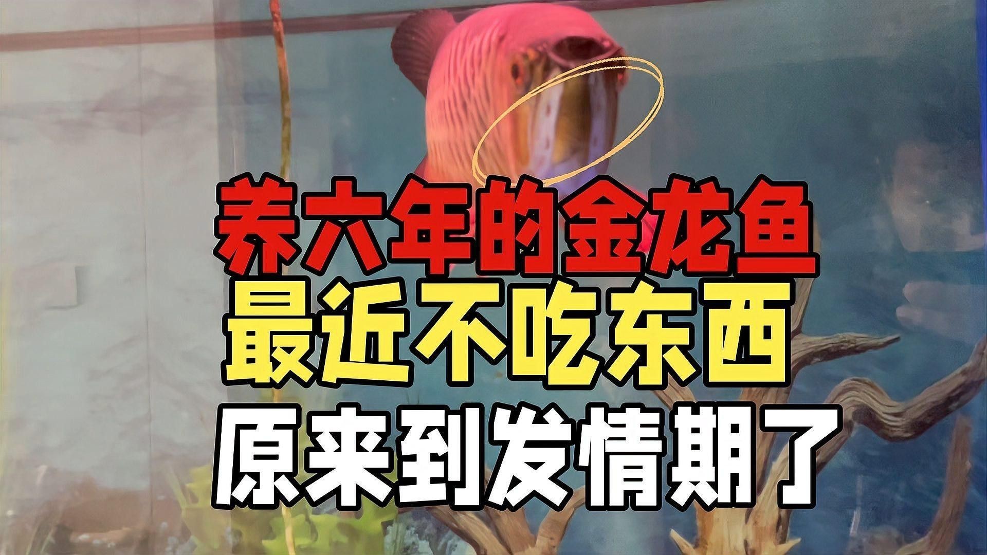 如何判斷金龍魚是否發情？