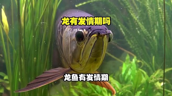 如何判斷金龍魚是否發情？