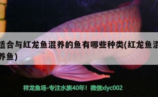 和紅龍魚混養(yǎng)的有哪些魚：適合與紅龍魚混養(yǎng)的魚類