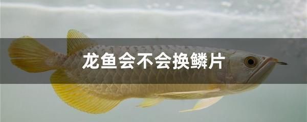 龍魚鱗片會自己脫落嗎：龍魚的鱗片會自己脫落嗎 龍魚鱗片會自己脫落嗎：龍魚的鱗片會自己脫落嗎 龍魚百科 第2張