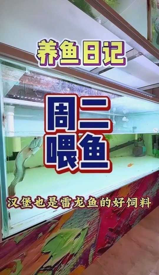 雷龍魚增色飼料怎么配制