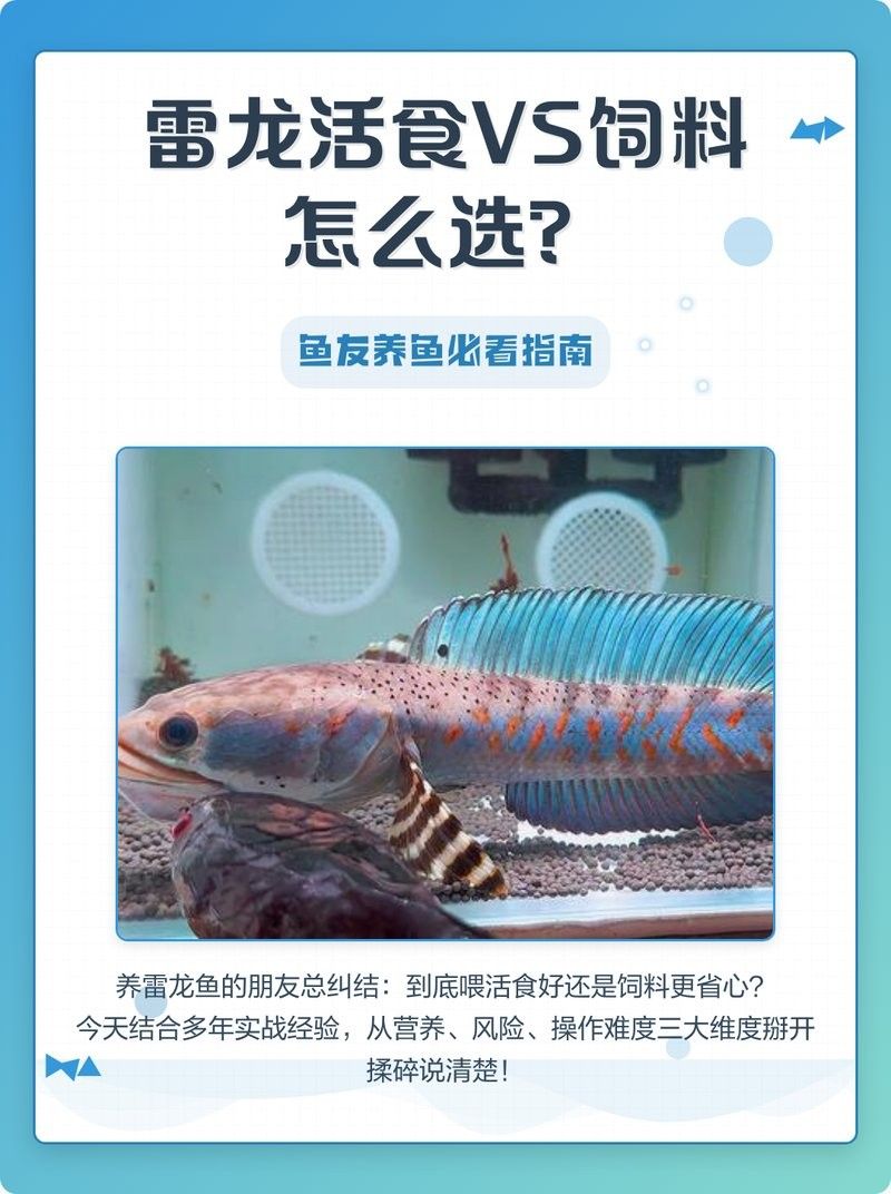 雷龍魚增色飼料怎么配制