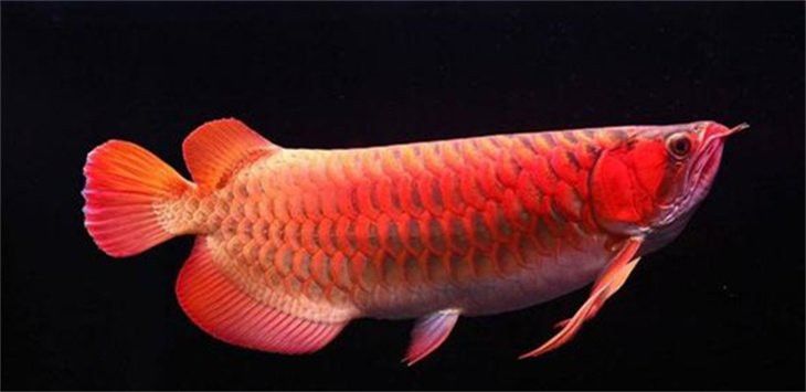 什么是兜嘴龍魚
