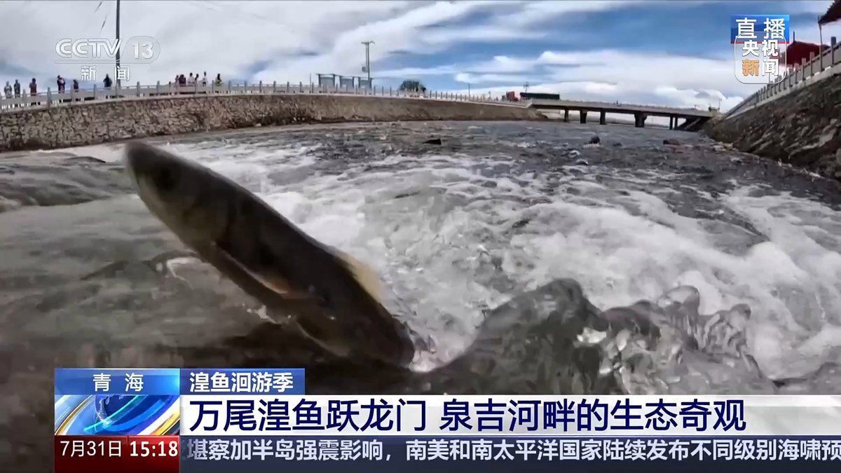 裸鯉是什么魚