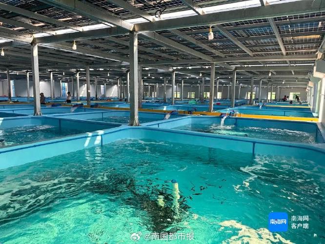 海口哪里養殖龍魚好些