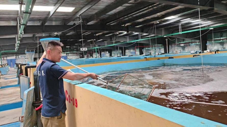 海口哪里養殖龍魚好些