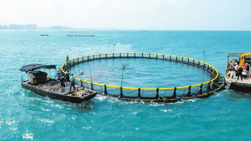 海口哪里養殖龍魚好些