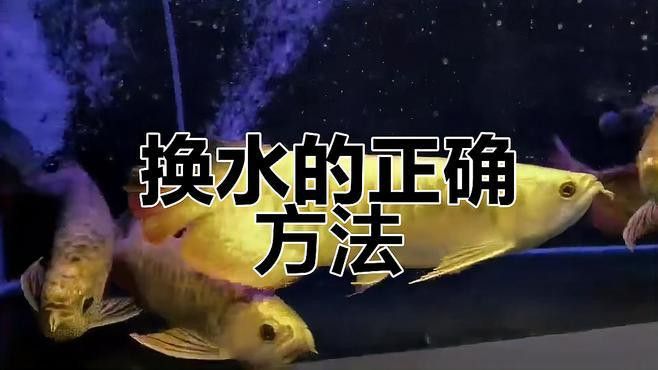 龍魚(yú)換水時(shí)需要停食嗎？