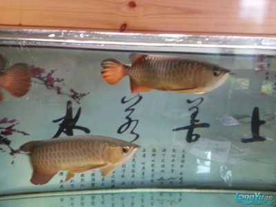 金龍魚能混養(yǎng)嗎？：金龍魚可以混養(yǎng)嗎