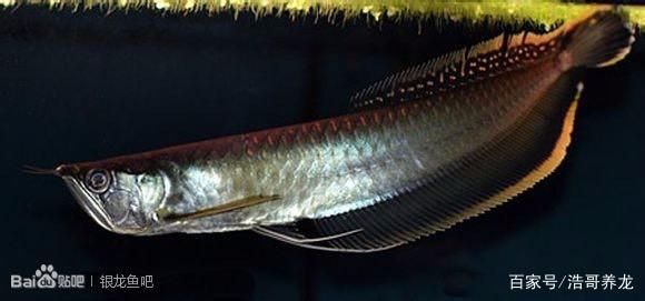 黑龍魚被稱為黑骨舌魚，是一種生活在熱帶江河湖泊中的中大型淡水魚類