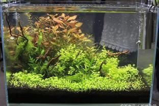 養銀龍魚魚缸里放多少水（養銀龍魚的魚缸尺寸和水量是一個需要綜合考慮的因素） 養銀龍魚魚缸里放多少水（養銀龍魚的魚缸尺寸和水量是一個需要綜合考慮的因素） 龍魚百科 第3張