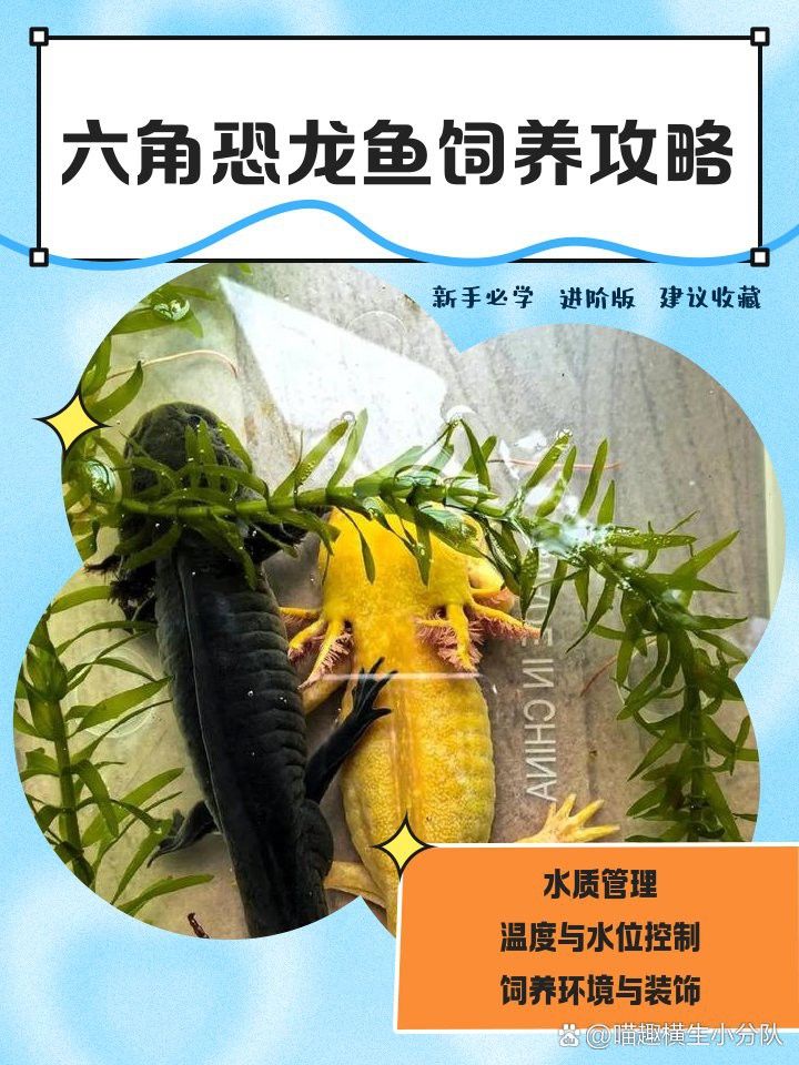 六角恐龍魚換水后多久適應(yīng)