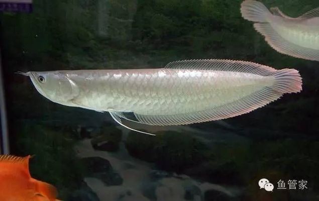 龍魚的種類：龍魚吞食異物怎么辦 龍魚的種類：龍魚吞食異物怎么辦 龍魚百科 第4張