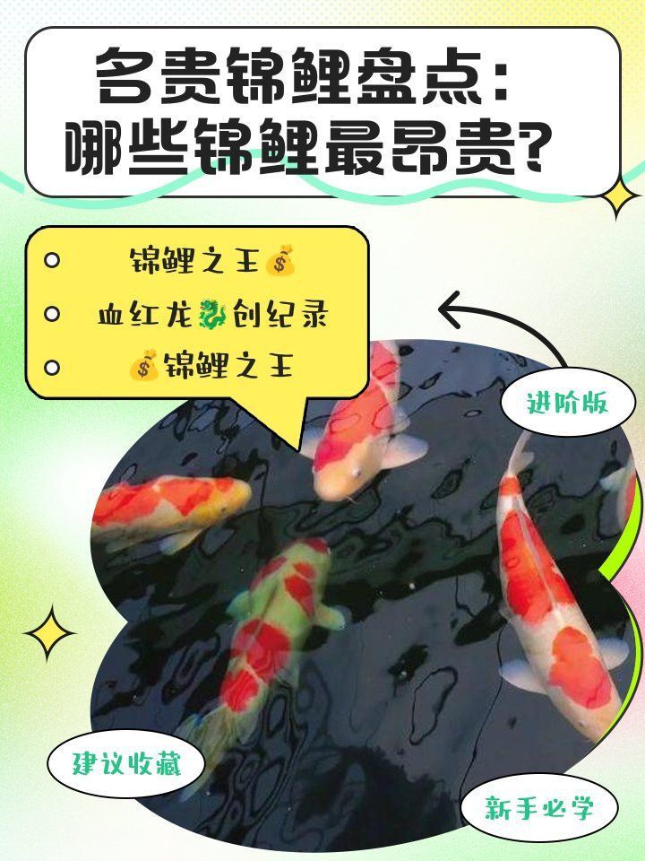 血紅龍屬于什么檔次