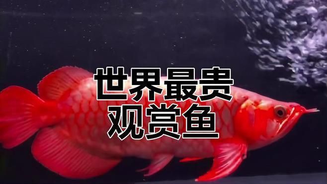 血紅龍屬于什么檔次