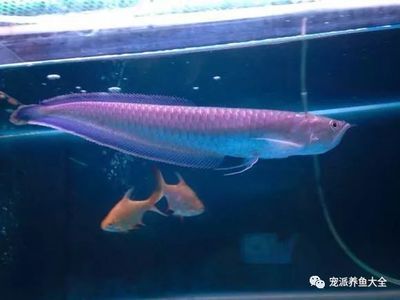 黑帶龍魚能長多大：黑帶龍魚的體長可以達到一定的尺寸 黑帶龍魚能長多大：黑帶龍魚的體長可以達到一定的尺寸 龍魚百科 第3張