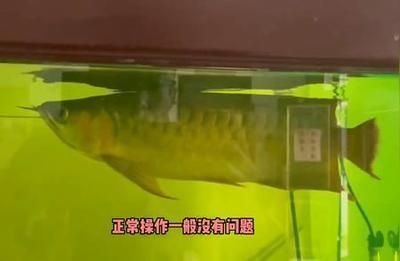 龍魚用不用殺菌燈（養龍魚是否需要使用殺菌燈）