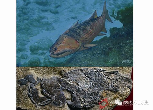 龍魚缸側燈可以當頂燈用么：養龍魚用側燈好還是頂燈好
