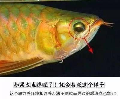 龍魚疾病預防措施是什么：龍魚飼料營養搭配指南,