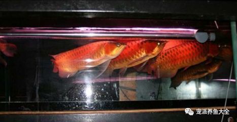 紅龍魚福龍王好養嗎怎么養（紅龍魚福龍王的養殖技巧）