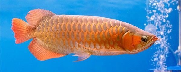 龍魚發色吃什么最好呢圖片欣賞大全：如何判斷龍魚食物新鮮度