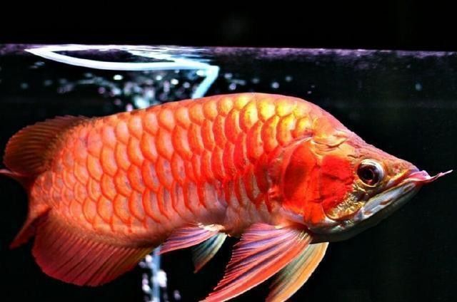 紅色龍魚的市場價格波動大嗎？