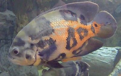 鸚鵡魚混養(yǎng)的水族箱布置技巧：鸚鵡魚混養(yǎng)水族箱應(yīng)考慮以下幾個(gè)關(guān)鍵點(diǎn)以確保魚類的福利和水質(zhì)的穩(wěn)定 鸚鵡魚混養(yǎng)的水族箱布置技巧：鸚鵡魚混養(yǎng)水族箱應(yīng)考慮以下幾個(gè)關(guān)鍵點(diǎn)以確保魚類的福利和水質(zhì)的穩(wěn)定 龍魚百科 第4張