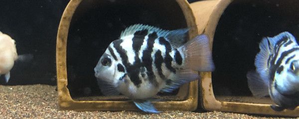 鸚鵡魚混養(yǎng)的水族箱布置技巧：鸚鵡魚混養(yǎng)水族箱應(yīng)考慮以下幾個(gè)關(guān)鍵點(diǎn)以確保魚類的福利和水質(zhì)的穩(wěn)定 鸚鵡魚混養(yǎng)的水族箱布置技巧：鸚鵡魚混養(yǎng)水族箱應(yīng)考慮以下幾個(gè)關(guān)鍵點(diǎn)以確保魚類的福利和水質(zhì)的穩(wěn)定 龍魚百科 第2張