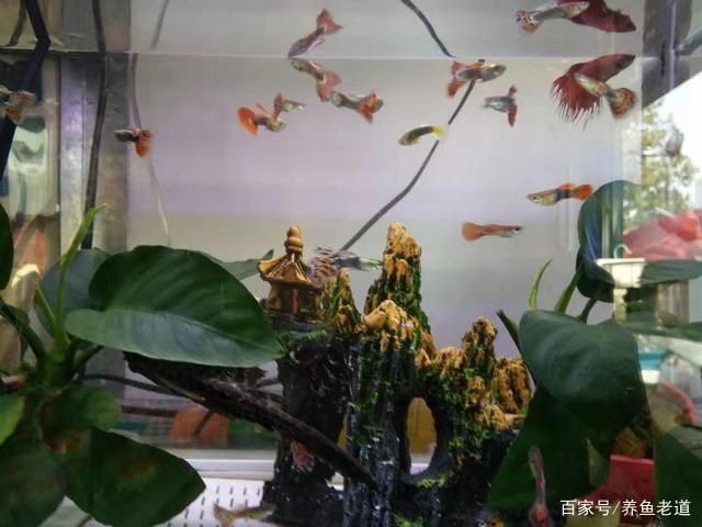 鸚鵡魚混養(yǎng)的水族箱布置技巧：鸚鵡魚混養(yǎng)水族箱應(yīng)考慮以下幾個(gè)關(guān)鍵點(diǎn)以確保魚類的福利和水質(zhì)的穩(wěn)定 鸚鵡魚混養(yǎng)的水族箱布置技巧：鸚鵡魚混養(yǎng)水族箱應(yīng)考慮以下幾個(gè)關(guān)鍵點(diǎn)以確保魚類的福利和水質(zhì)的穩(wěn)定 龍魚百科 第1張
