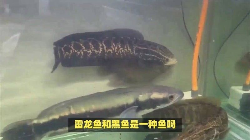 黑魚和雷龍魚哪個(gè)更好吃？