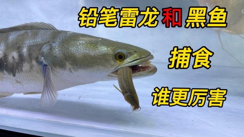 黑魚和雷龍魚哪個(gè)更好吃？